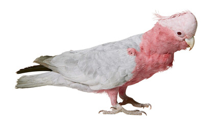 Pink and grey galah cockatoo bird with crest © Alaric