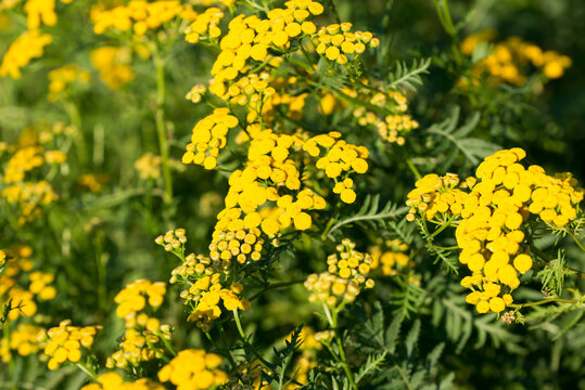 common tansy,
Tanacetum vulgare yellow summer flowers closeup selective focus
