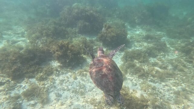A large brown sea turtle swims leisurely along coral reefs in murky ocean water during a bright sunny day, showcasing a peaceful underwater marine scene.