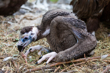 Obraz premium A black vulture chick sitting on the grass. Animals, birds, ornithology, ecology.