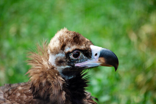 The head of a black vulture on a background of green grass. Animals, birds, ornithology, ecology.