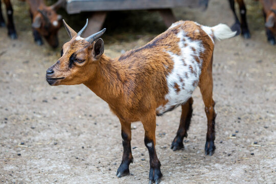 An Anglo-Nubian goat standing on the ground. Wildlife, mammals, predators.