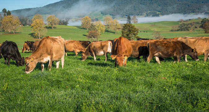 Rural scene, Herd of Jersey and Jersey cross dairy cows grazing in green grass