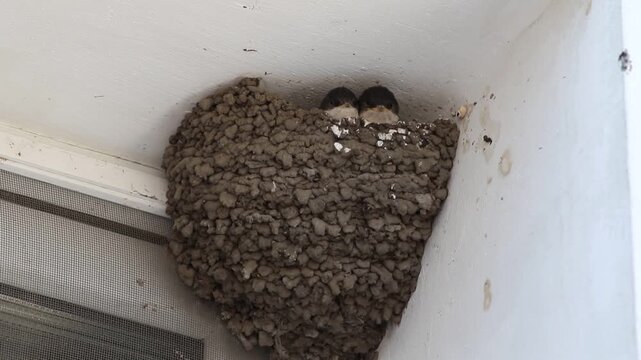 Western House Martin Feeding Hungry Chicks in Mud Nest
