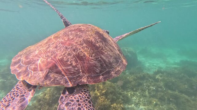 An old sea turtle swims quickly at great ocean depth with a small fish attached to its belly shell. Sunlight illuminates the coral reef and underwater world.