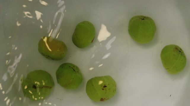 Fresh Amla fruit ( Indian gooseberry ) spinning in water bucket view from directly above