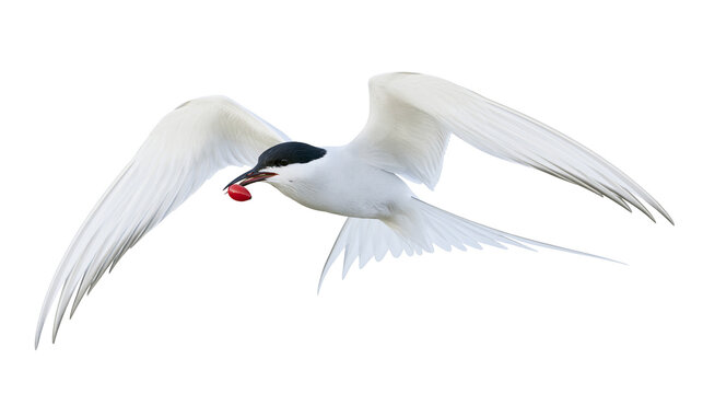 White tern bird with black cap flying with red berry in beak