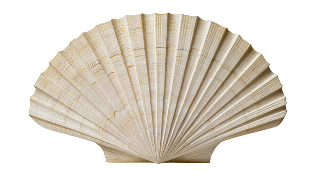 Large beige scallop shell with radiating ribs