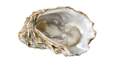 Open oyster with raw mollusk inside, detailed shell texture © Motruc
