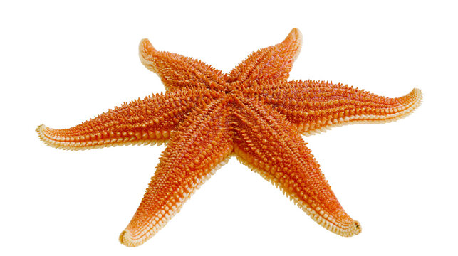 Orange starfish with seven arms and spiny texture