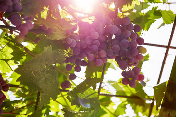 Obraz premium bunch of blue grapes closeup with sunshine