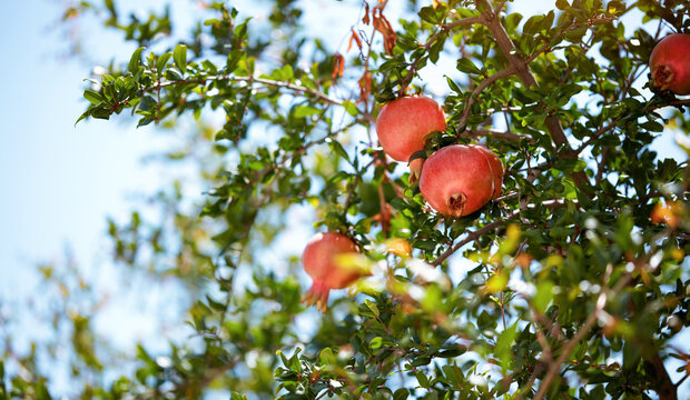 Ripe pomegranate fruit on tree branch