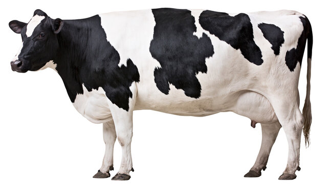 Black and white Holstein Friesian cow standing profile view