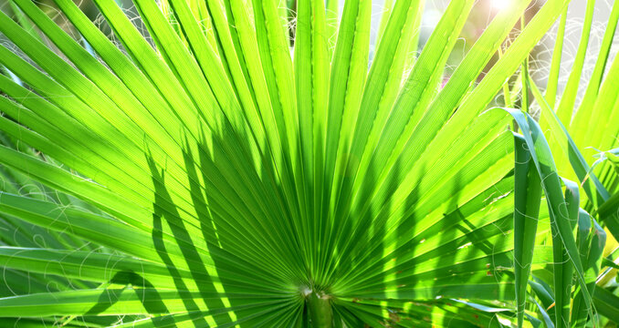 Horizontal background with lush green leaves. Sunny summer backdrop with a tropical scene with leaf. Green tropical plant leaf on sunny background. Nature banner with a verdant leaves