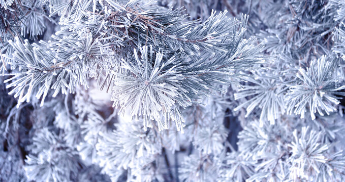 Holiday winter banner with frozen branches of fir tree. Horizontal Christmas background with pine branch, covered with frost. Festive banner featuring a frosted fir branch. Photo toned in blue color