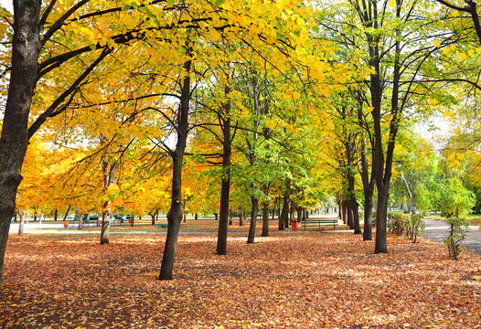 Calm fall season. Beautiful landscape with linden alley in autumn park. Lindens trees with green, yellow and orange leaves and footpath in the town park in sunny day. Lime trees form a beautiful alley
