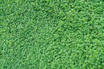 Fototapeta premium A dense, lush carpet of green clover plants dotted with tiny yellow flowers, forming a natural textured ground cover.