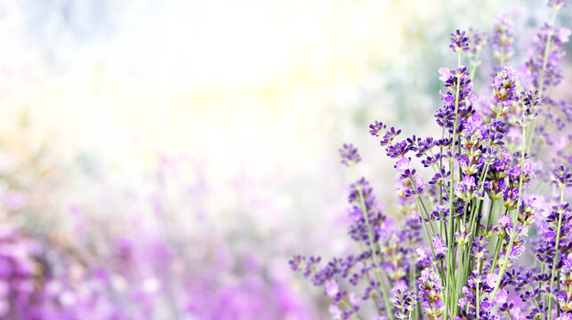 Purple lavender flowers on sunny beautiful nature spring background. Summer scene with fresh lavandula flower. Blooming lavender field. A field of lavender in full bloom. Picturesque summer nature