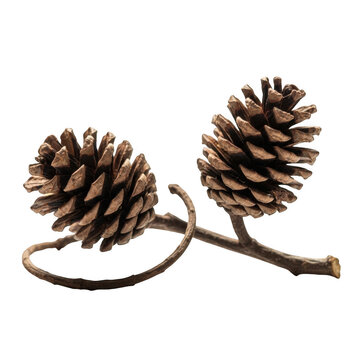 Two pine cones on a branch isolated on transparent background