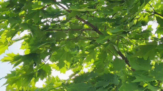 Maple leaves swaying gently in warm sunlight. Green foliage moving against a bright summer sky. Close-up nature scene showing dappled light through branches..