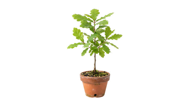 Young oak tree sapling in terracotta pot, small green oak plant with lobed leaves, seedling in clay planter isolated on white background