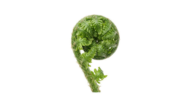Green fern fiddlehead isolated on white background, young unfurling fern frond, spiral shaped botanical plant element for nature design