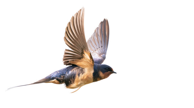 Barn swallow bird in flight with wings spread