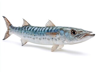 Naklejka premium Fresh Barracuda Fish Isolated On White Background With Detailed Scales And Natural Blue Silver Tones