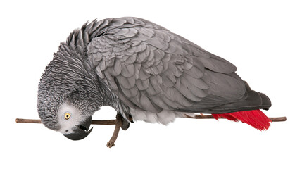 African Grey Parrot perched on branch head down, red tail feathers © dominica