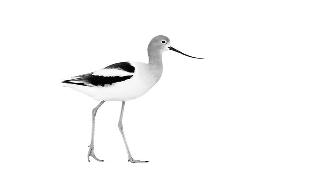 American Avocet bird with long black beak and legs