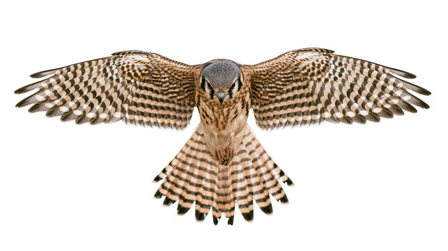 Kestrel bird in flight with wings spread wide