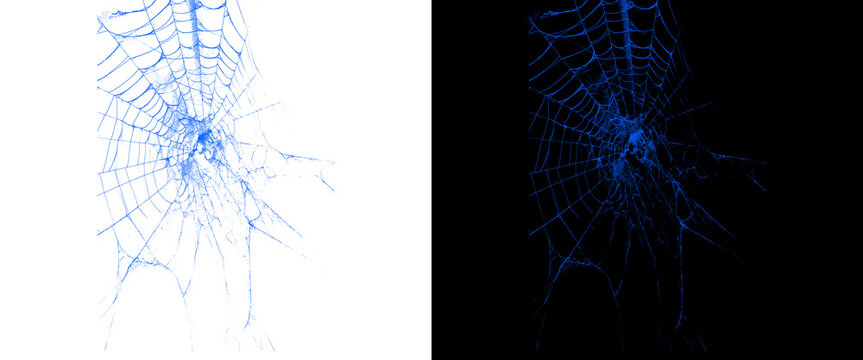 Blue spider web on white and black background, intricate cobweb pattern with glowing neon effect, spooky halloween spiderweb design for digital art