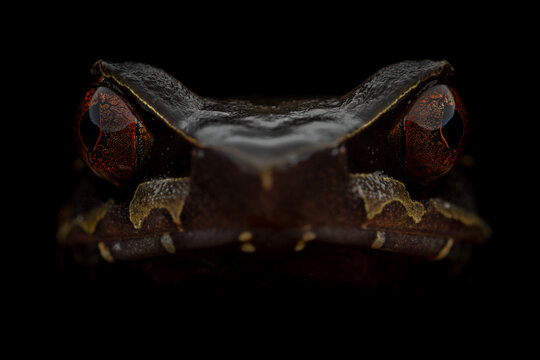 Extreme close-up of a giant horned frog (Megophrys periosa) showing the horn-like projections, eyes and face details isolated against a black background from East Khasi Hills, Meghalaya, India