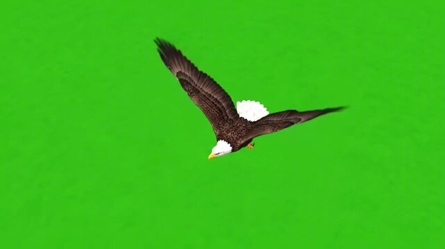 an eagle flying with outstretched wings against a green screen. Bald eagle flying isolated on green screen, 3 d animation for wildlife compositing and cinematic projects
