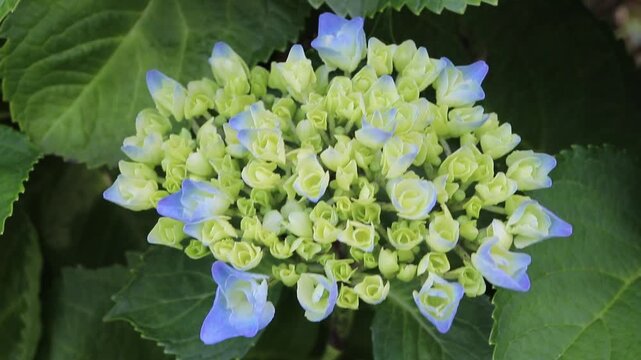 Close-up of Hydrangea macrophylla, also known as bigleaf hydrangea, French hydrangea and hortensia, showing creamy yellow buds gradually developing soft blue tones before opening.