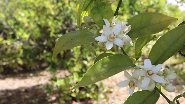 Fragrant orange tree branch with blossoms and buds resting in cool shade while golden sun flecks dance across the flowers. Ideal for neroli, azahar, perfume and spring citrus orchard themes.