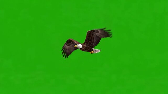 an eagle flying with outstretched wings against a green screen. Bald eagle flying isolated on green screen, 3 d animation for wildlife compositing and cinematic projects
