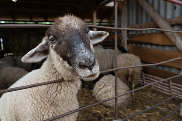 Curious domestic sheep standing behind a metal fence inside a rustic livestock barn with other sheep in the background. © ago
