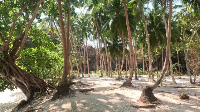 Wide shot of a palm valley on a Philippine beach with many small and large palms. Young coconuts lie on the sand under bright sunlight highlighting swaying palm leaves.