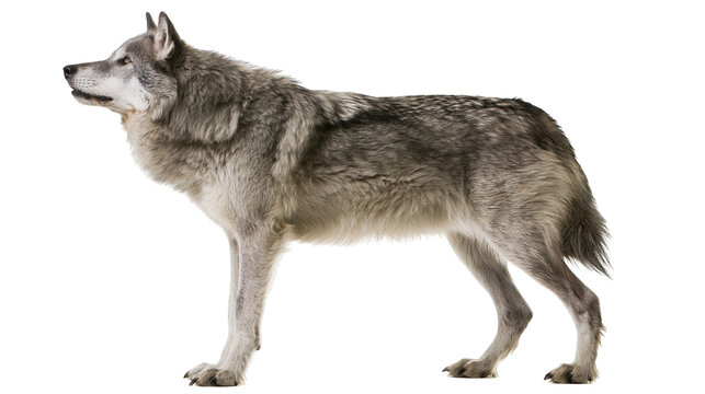Gray wolf standing profile view on white