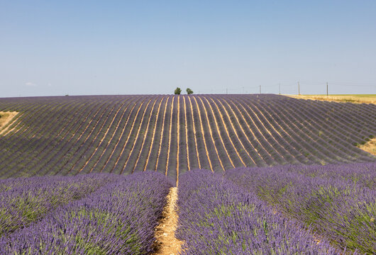 Lavender fields on the Plateau of Valensole. Provence, France.
