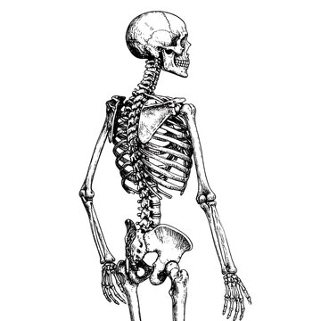 Human skeletal system anatomical illustration vector.