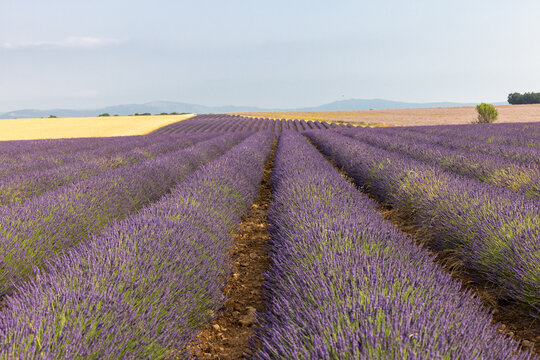 Fields of cereals and blooming lavender and sage on the Plateau of Valensole. Provence, France.