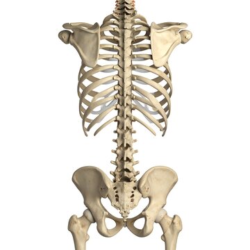 Anatomical human skeleton model front view.