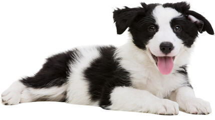 Black and white Border Collie puppy lying down with tongue out © darietta