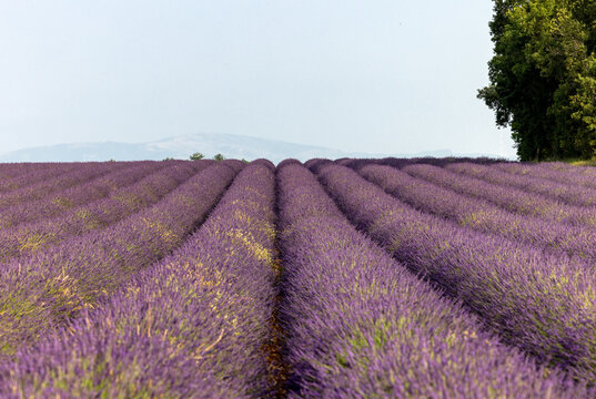 Long rows of blooming lavender fields on the Valensole Plateau. Provence, France.