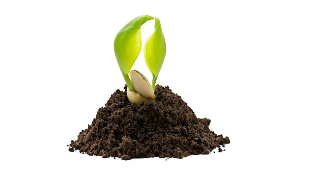 Sprout emerging from soil with seed