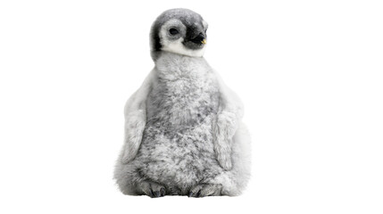 Fluffy grey emperor penguin chick with black face markings © darietta