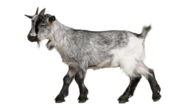 Gray and white goat with horns and beard standing