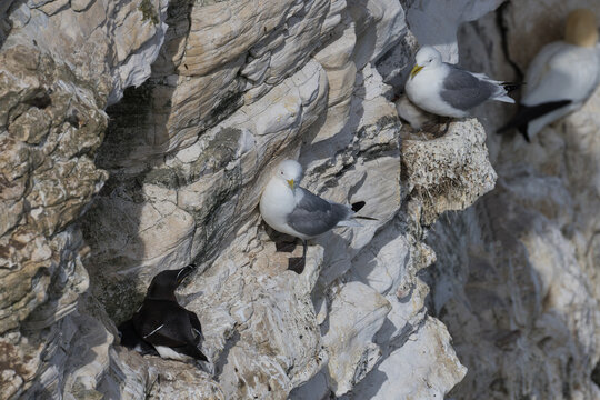 Two black legged kittiwakes, Rissa tridactyla, nesting on a sheer chalk cliff alongside a razorbill, Alca torda.
